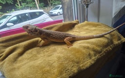 Bearded Dragon reptiles for sale: Bearded dragon - Image 5