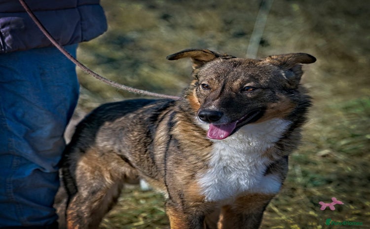 Mixed Breed dogs - Advert 4
