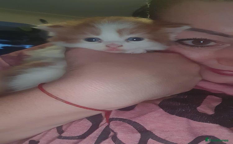 Persian cats - Advert 11