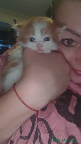 Persian cats - Advert 11