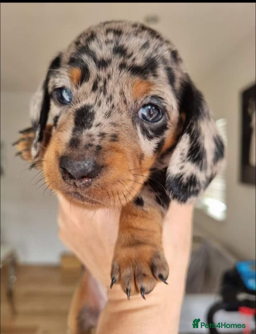 Miniature Dachshund dogs Minature dachshunds - Advert 7