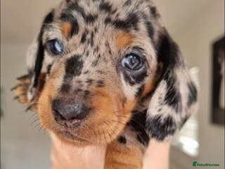 Miniature Dachshund dogs Minature dachshunds - Advert 3