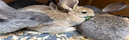 Mixed Breed rabbits for sale: Continental giant X - Advert 2