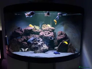Cichlids fish Corner aquarium full set up - Advert 7
