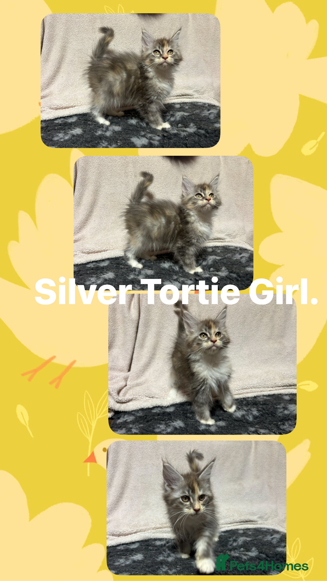 Maine Coon cats TICA Registered Maine Coon Kittens.  READY NOW  - Advert 3