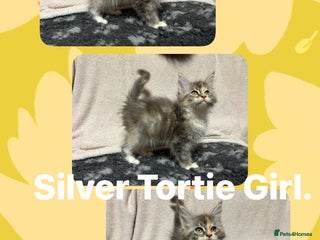 Maine Coon cats TICA Registered Maine Coon Kittens. READY NOW - Advert 1