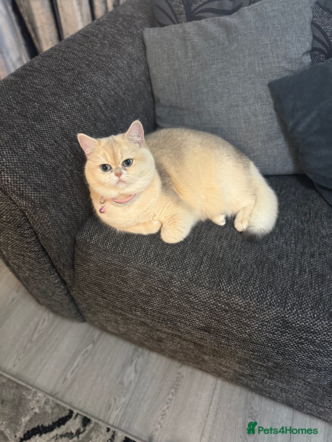 British Shorthair cats for sale: Golden Tipped British Shorthair Cat - Advert 8