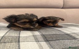 Yorkshire Terrier dogs for sale: YORKSHIRE TERRIER 2 BOYS  - Image 5