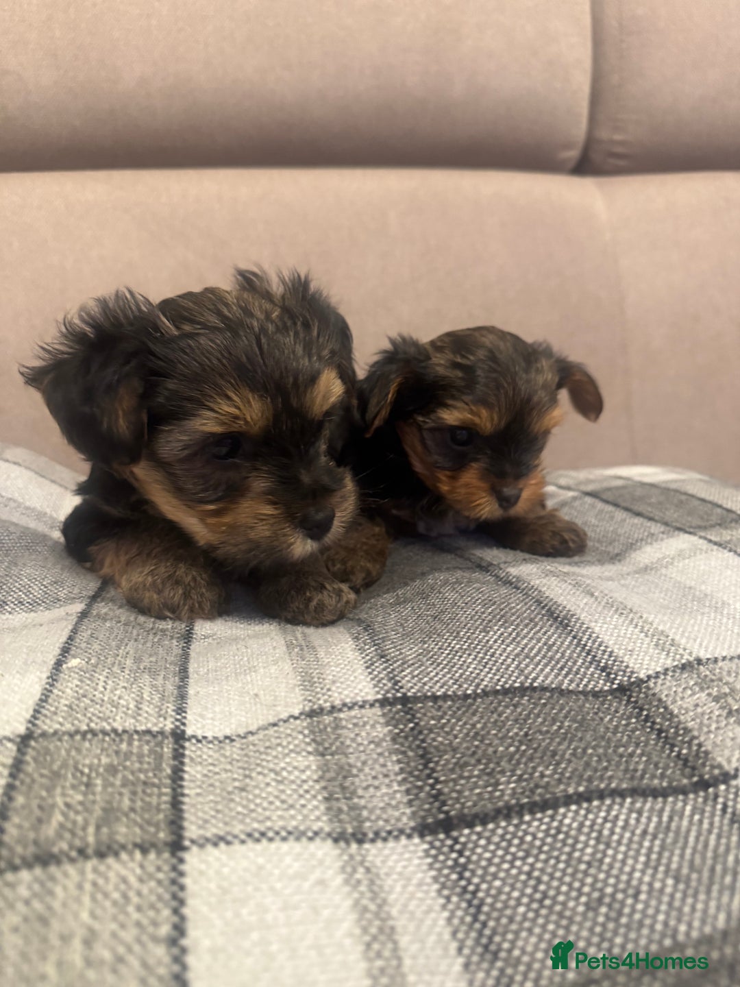 Yorkshire Terrier dogs for sale: YORKSHIRE TERRIER 2 BOYS  - Image 5