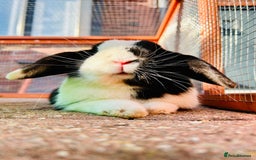 Mini Lop rabbits for sale: Two male mini lop rabbits looking for forever home - Advert 13