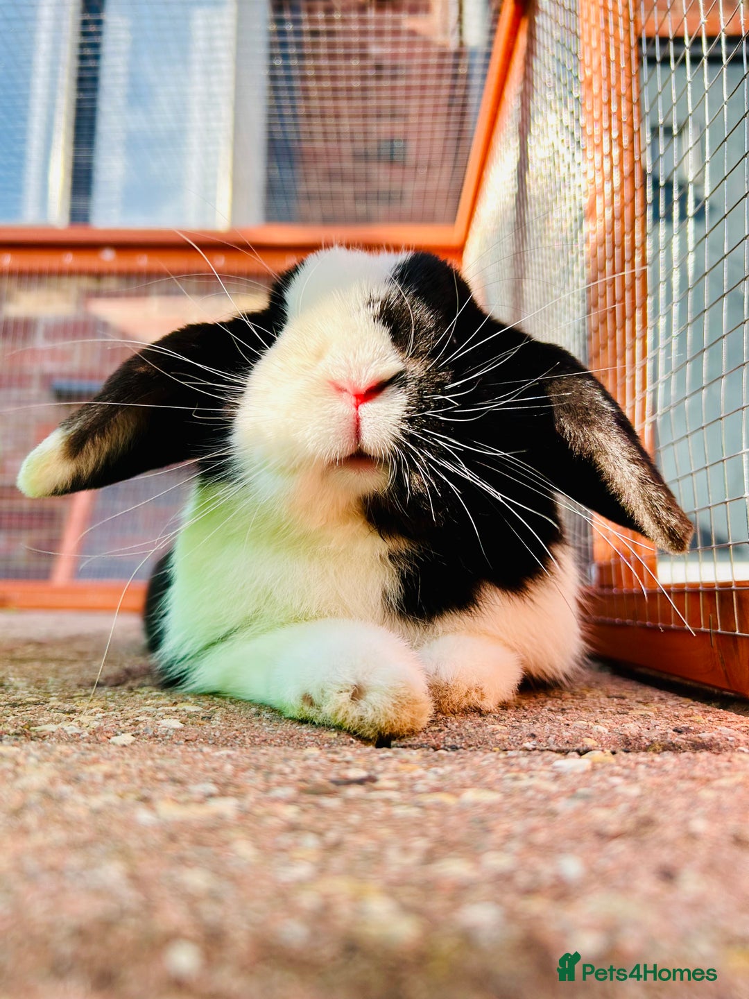 Mini Lop rabbits for sale: Two male mini lop rabbits looking for forever home - Advert 13