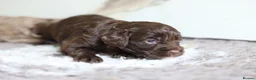Cavapoo dogs for sale: F1 rare chocolate/choc Merle Cavapoo pups - Advert 26