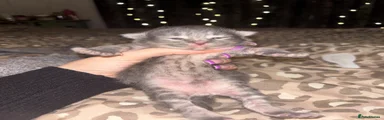 British Shorthair 2