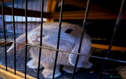 Mini Lop rabbits for sale: Stunning and friendly mini lop male  - Image 1