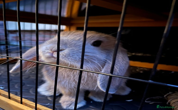 Mini Lop rabbits - Advert 7