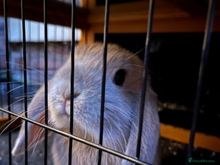 Mini Lop rabbits - Advert 33