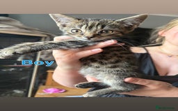 Mixed Breed cats for sale: 6 beautiful kittens ready for a forever home  - Image 5