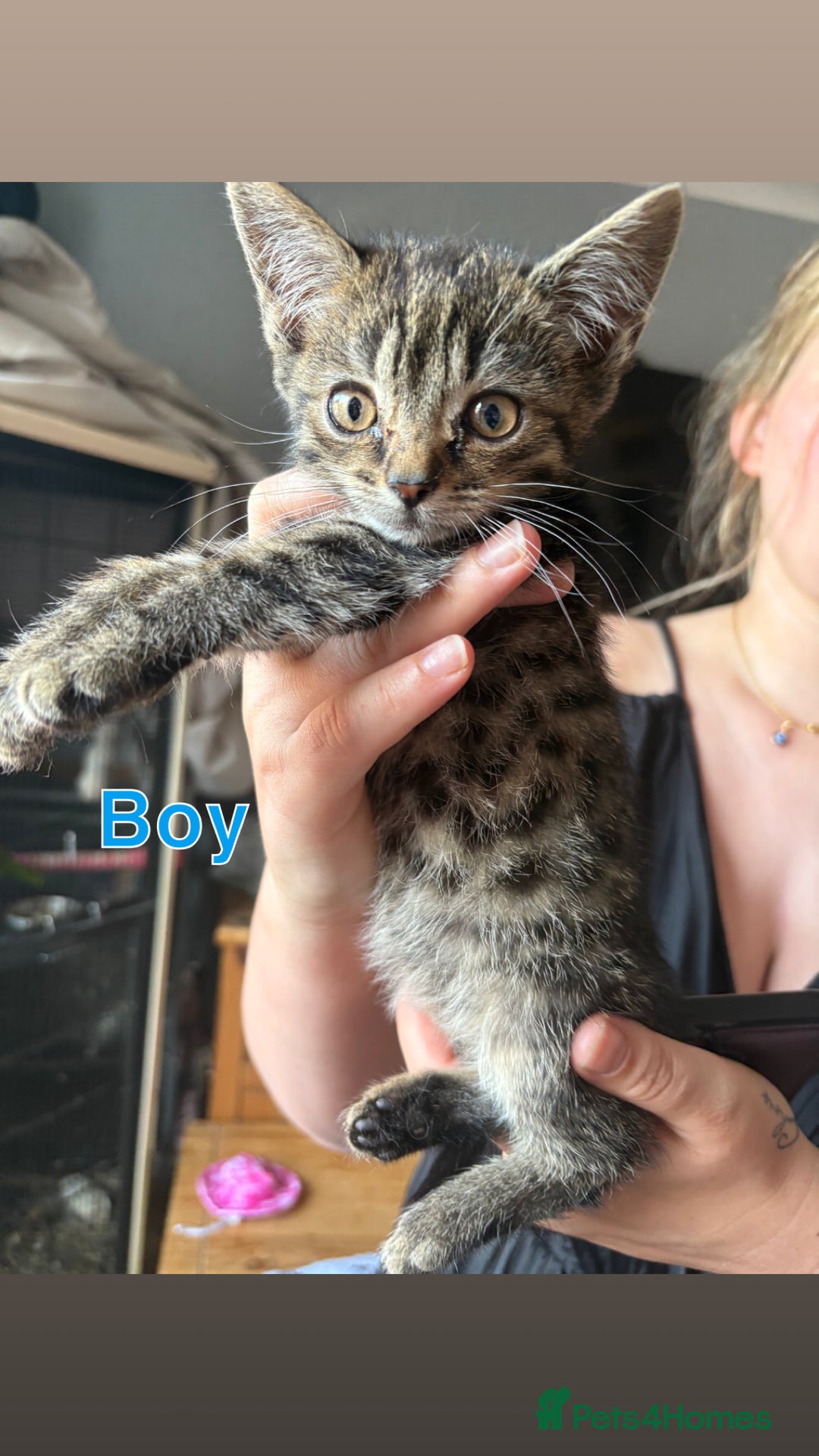 Mixed Breed cats for sale: 6 beautiful kittens ready for a forever home  - Image 5