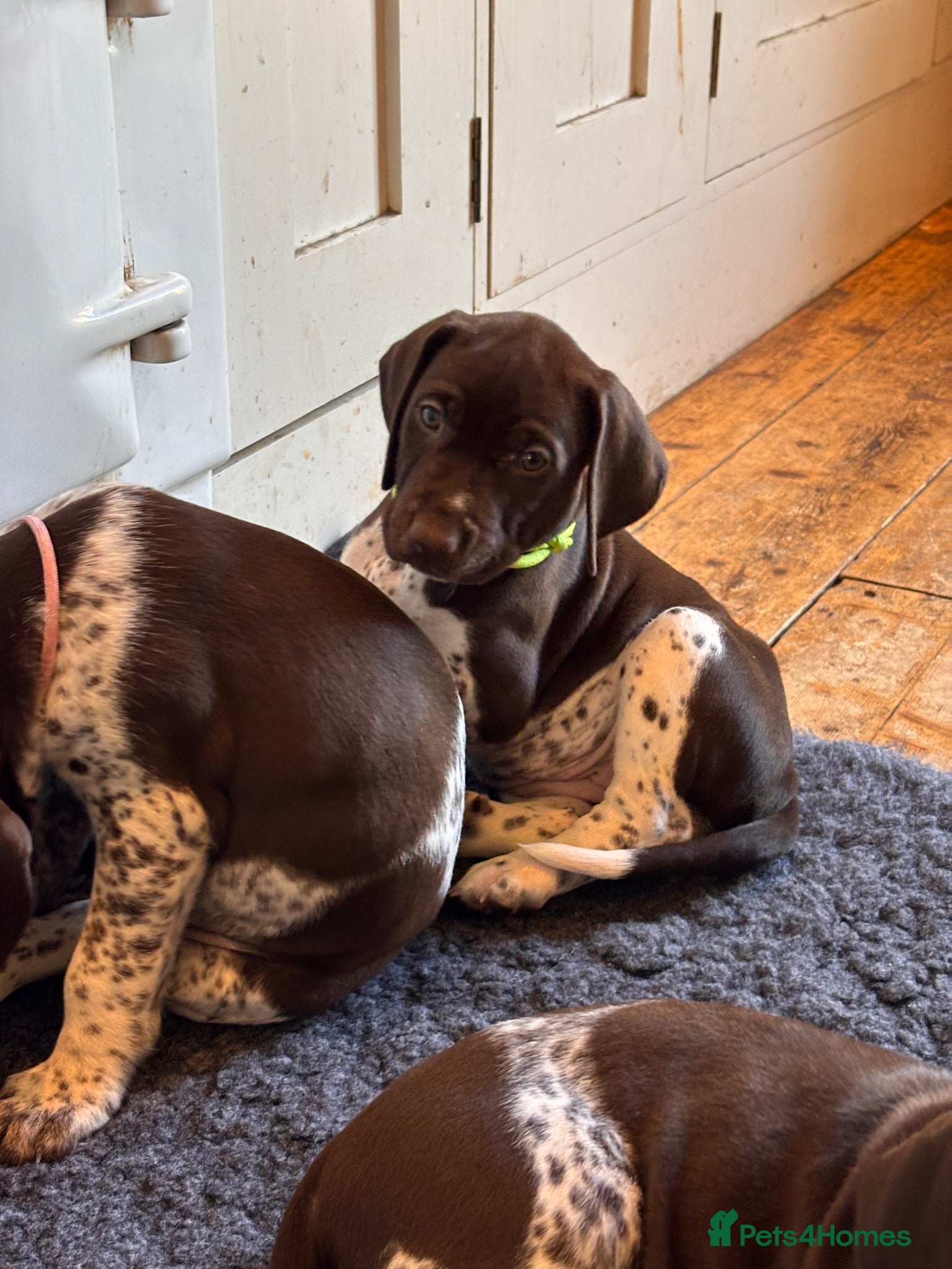 German Shorthaired Pointer dogs Beautiful KC registered GSP pups.   - Advert 2