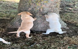 Labrador Retriever dogs for sale: Affectionate and adorable Labrador Puppies - Image 18