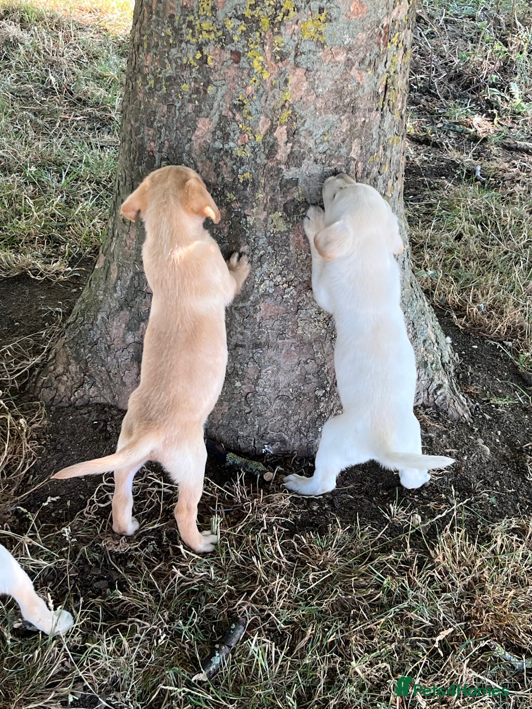 Labrador Retriever dogs for sale: Affectionate and adorable Labrador Puppies - Image 18