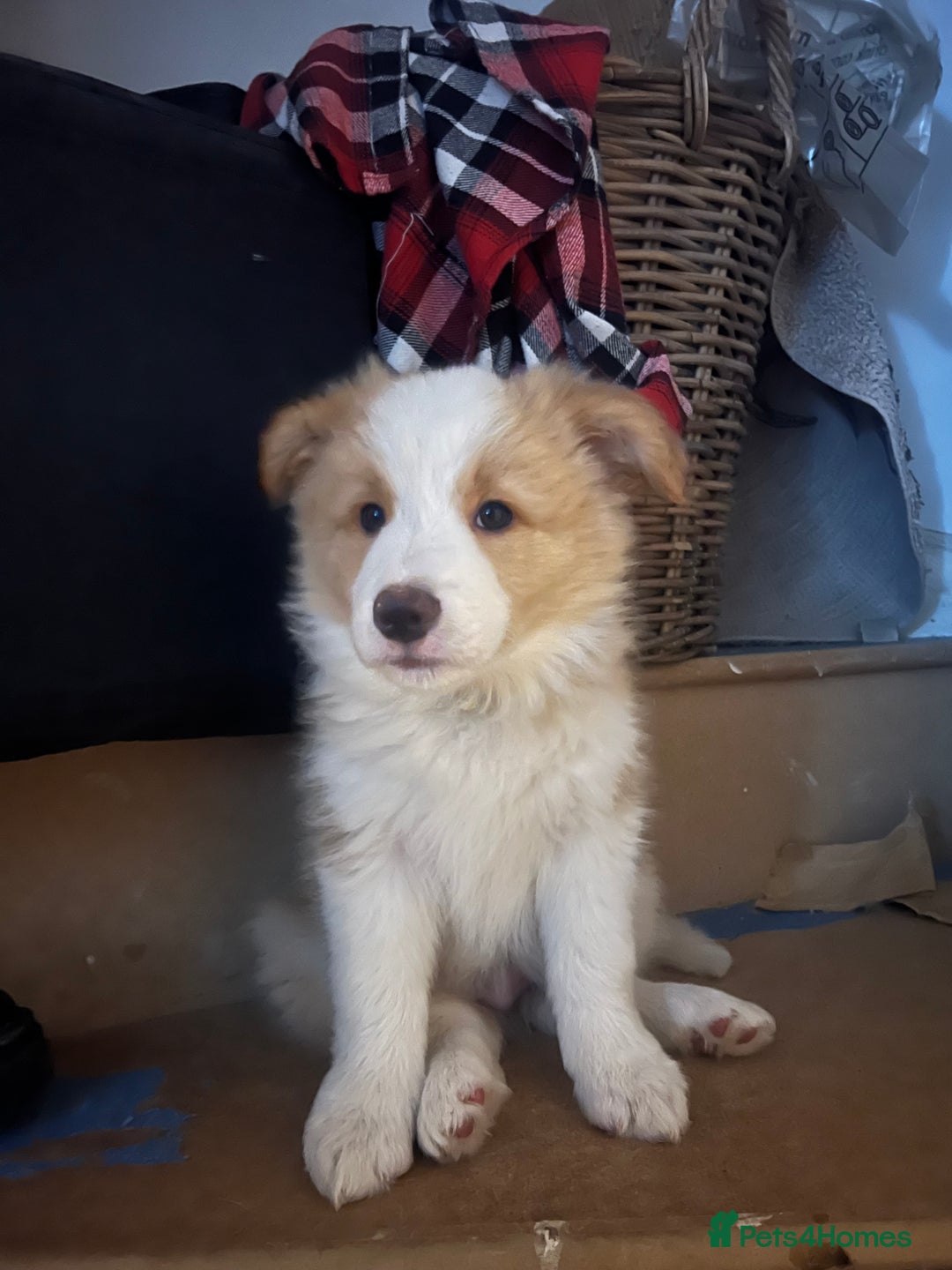 Border Collie dogs for sale: DUE 1st August Border collie Puppies - Image 27
