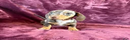 Miniature Dachshund dogs for sale: KC MINIATURE DACHSHUND PUPPIES  - Advert 7