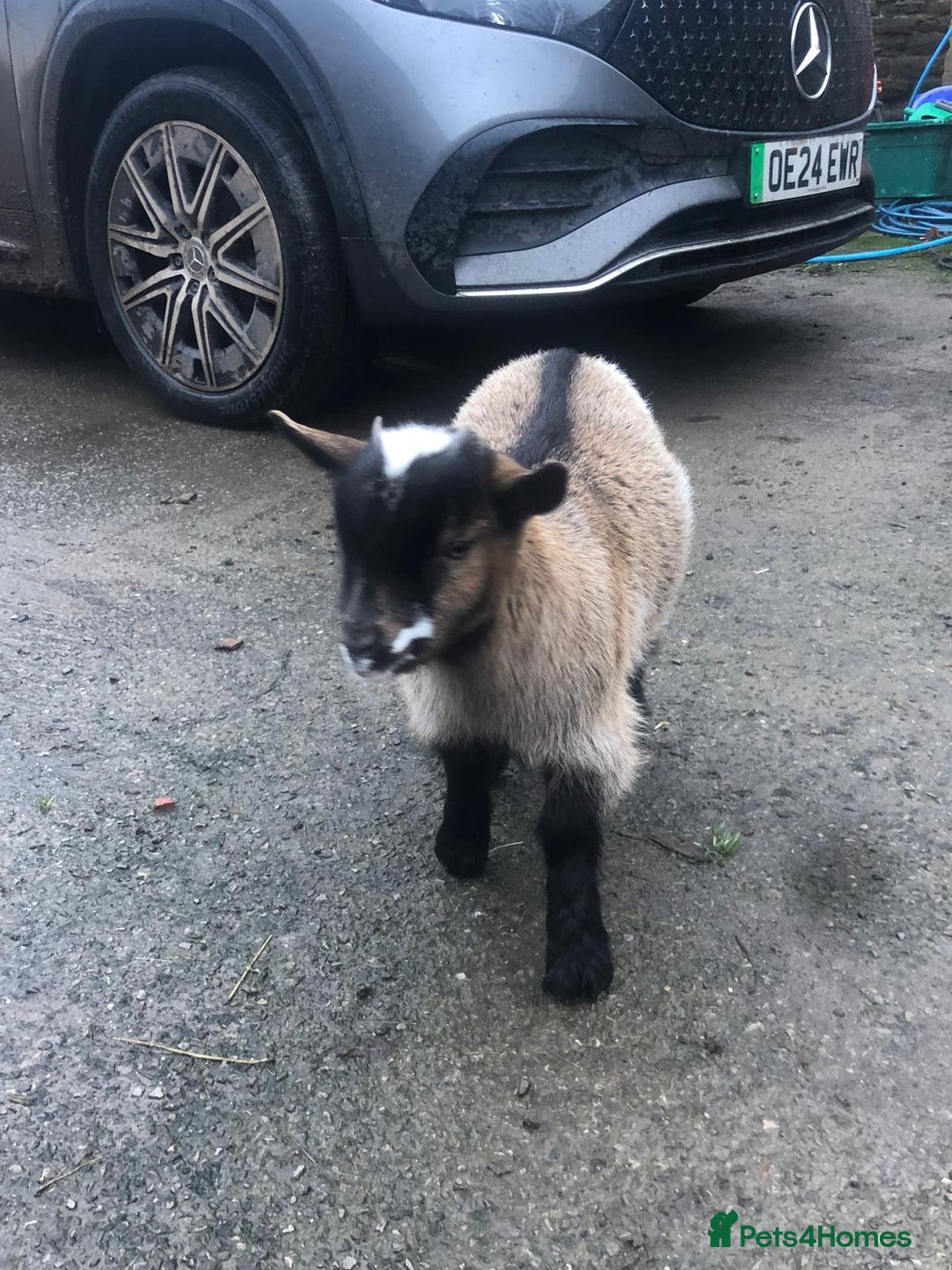 Goats livestock for sale: Pygmy kids for sale  - Advert 2