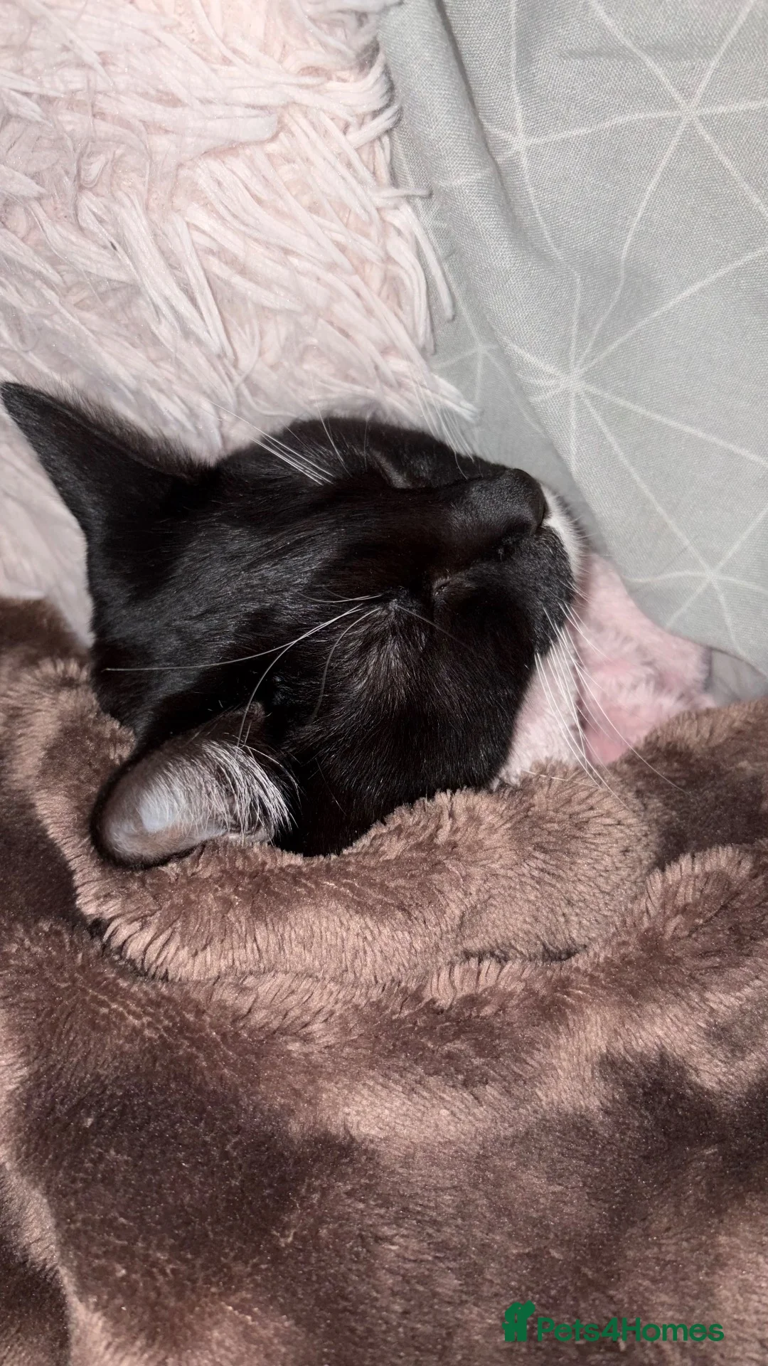 Mixed Breed cats for sale: Female 8 months tuxedo cat in Stafford - Advert 7