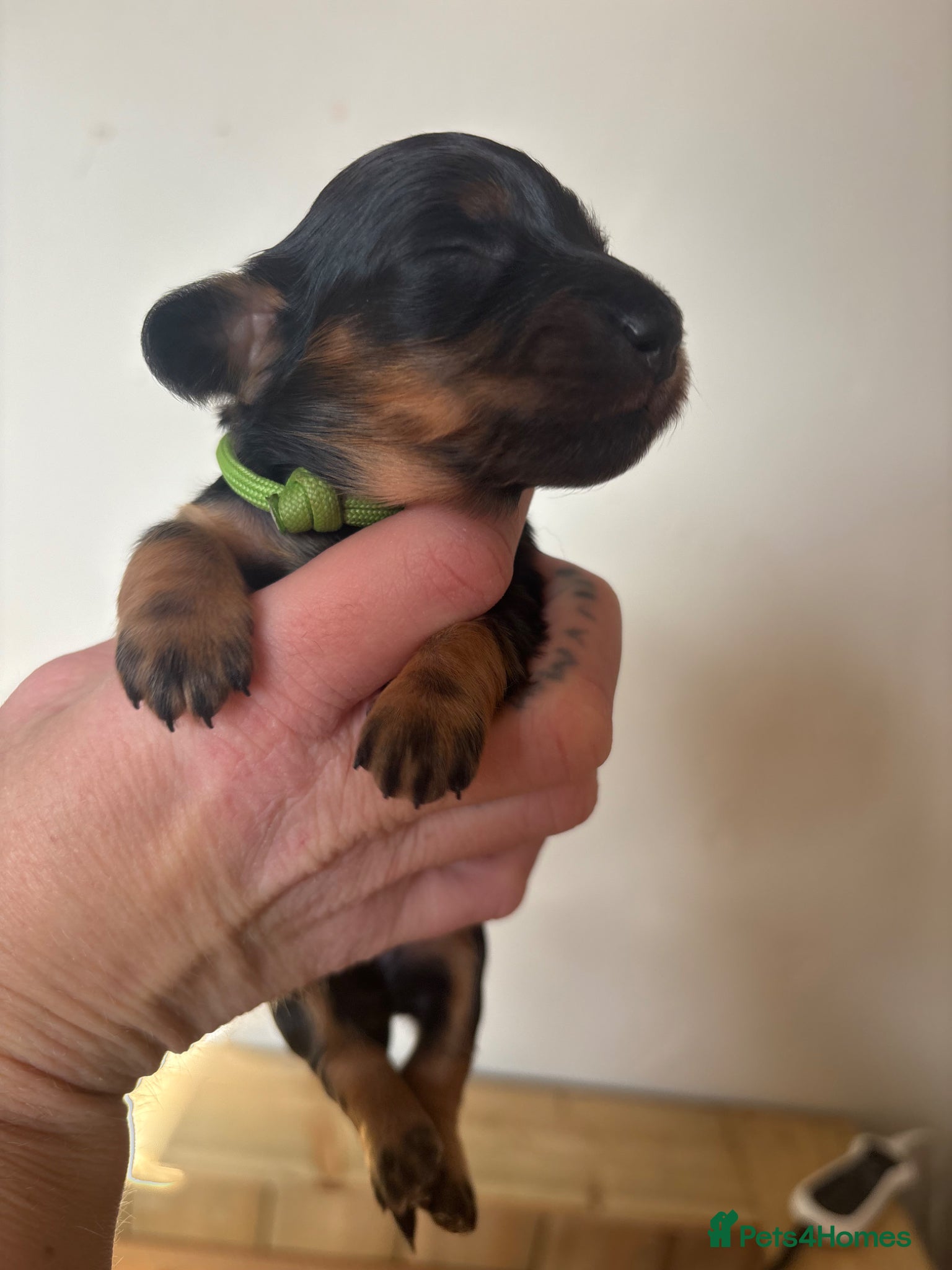 Miniature Dachshund dogs 3 Girls Miniature longhaired dachshunds PRA clear - Advert 5
