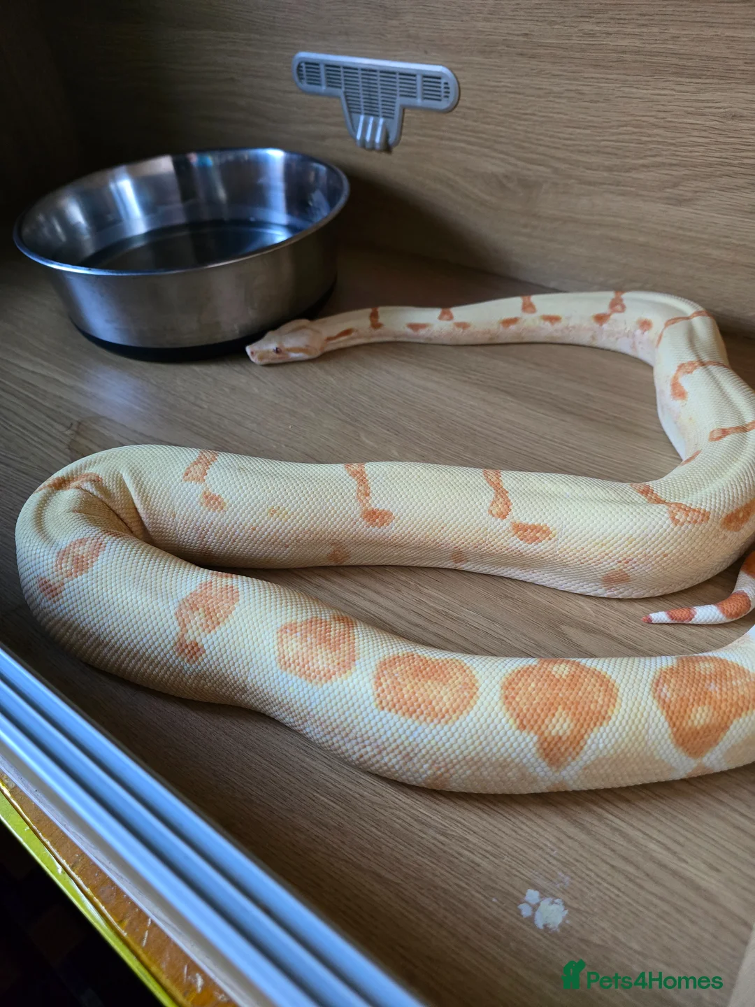 Boa Snake reptiles for sale: Beautiful boa and pyphon  in Daventry - Advert 2