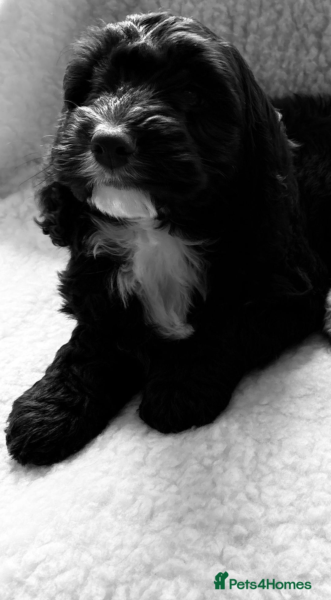 Cockapoo dogs for sale: Stunningly beautiful cockapoo puppies  - Advert 3