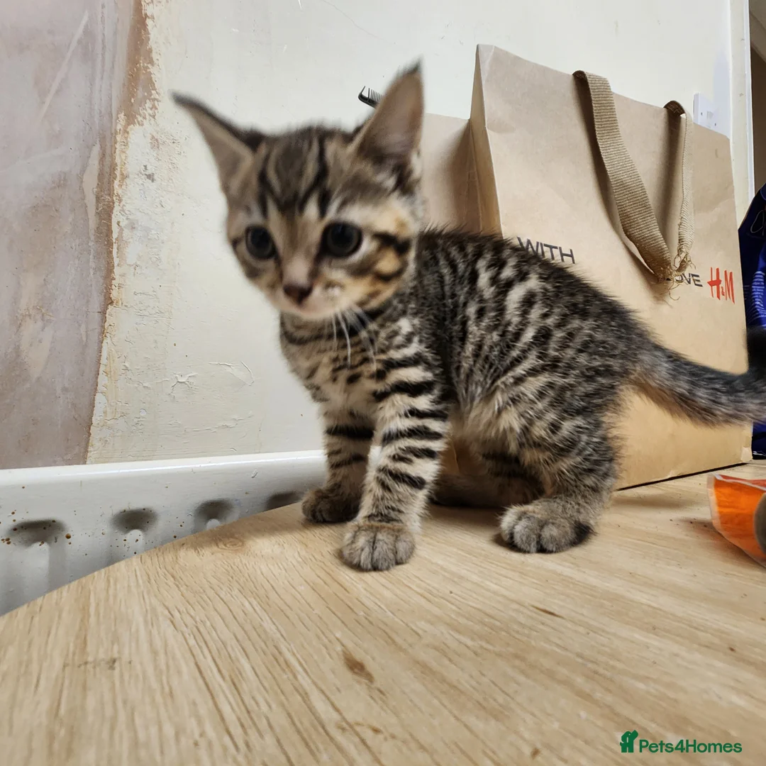Mixed Breed cats for sale: Kittens, 2 black, 2 tabby in London - Advert 9