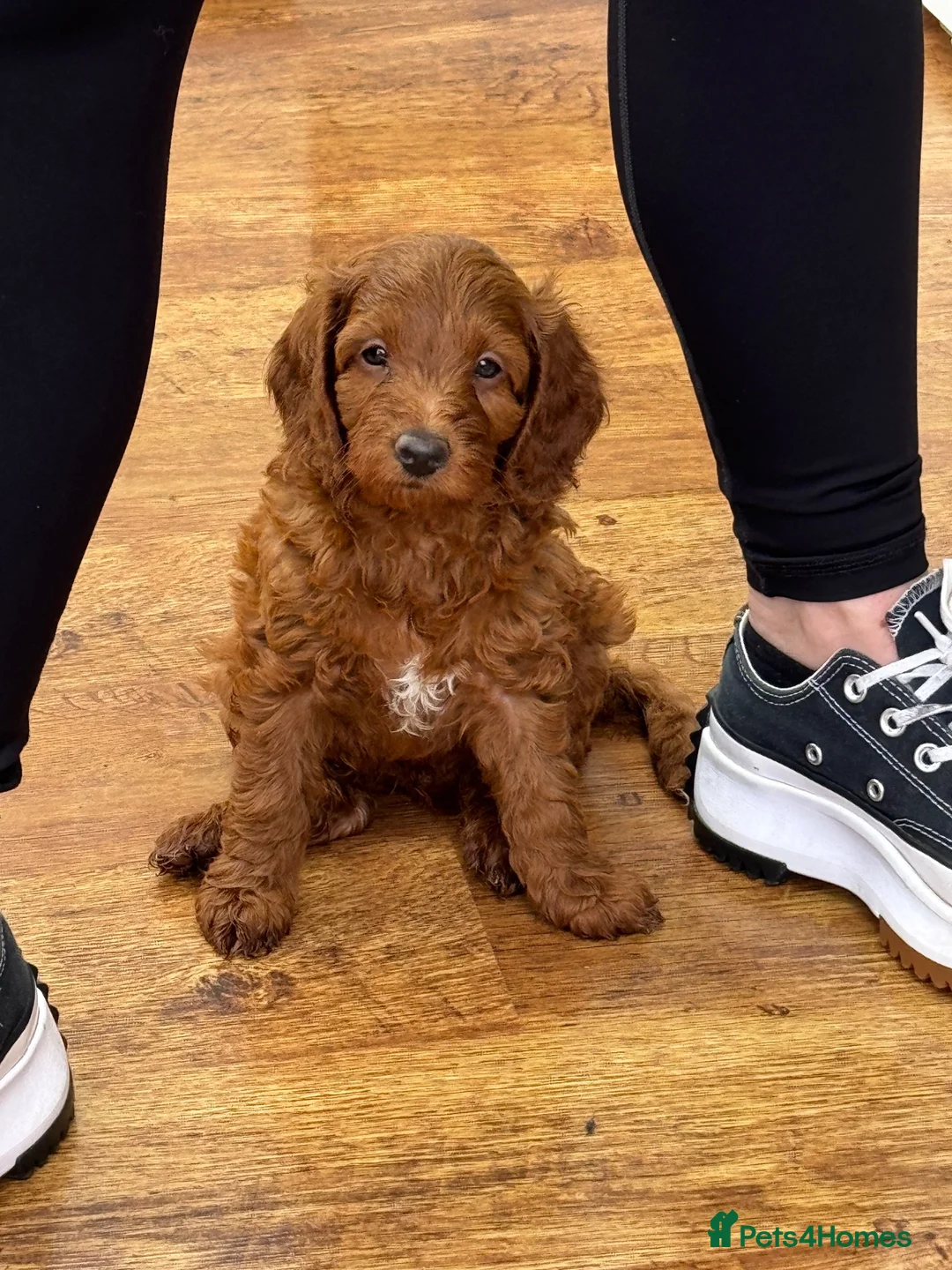 gorgeous red boy cockapoo still available for sale in Hereford | Pets4Homes