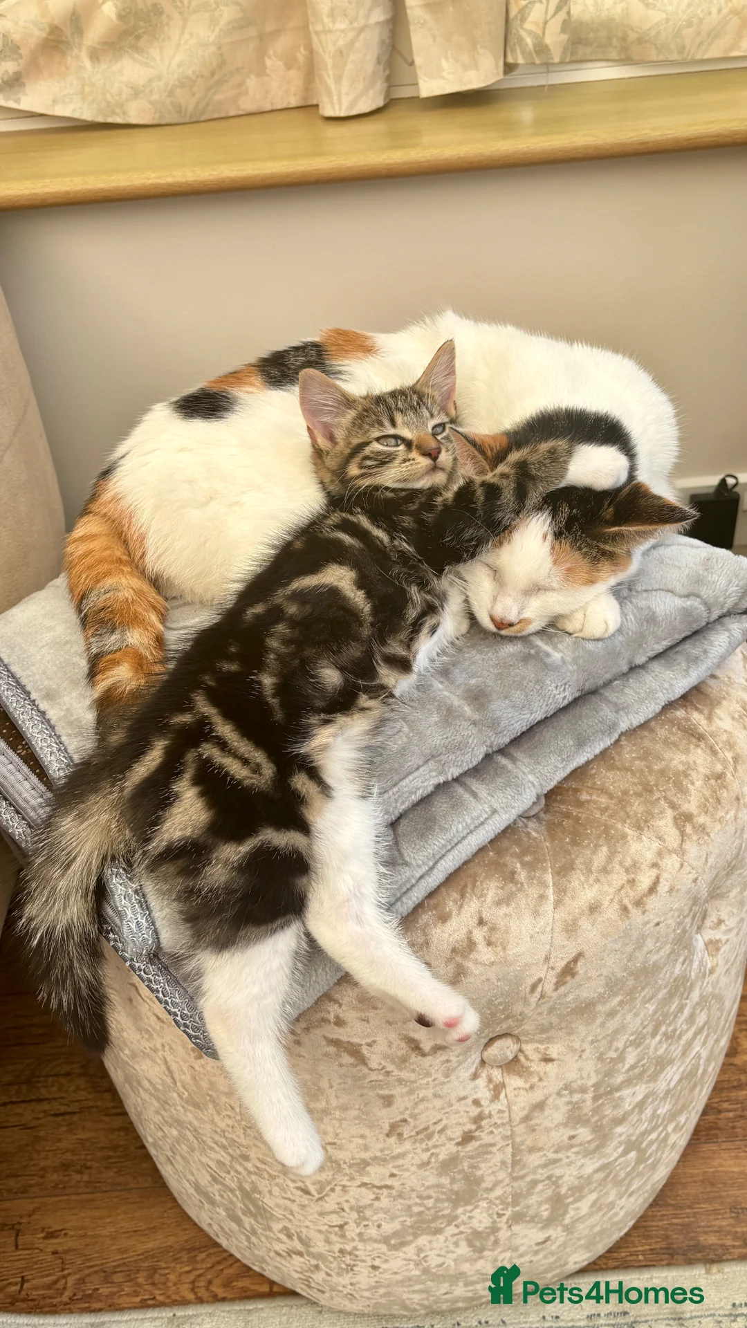 Mixed Breed cats for sale: Black and white stripy male kitten - Advert 1