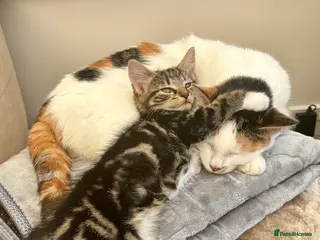 Mixed Breed cats Black and white stripy male kitten - Advert 8