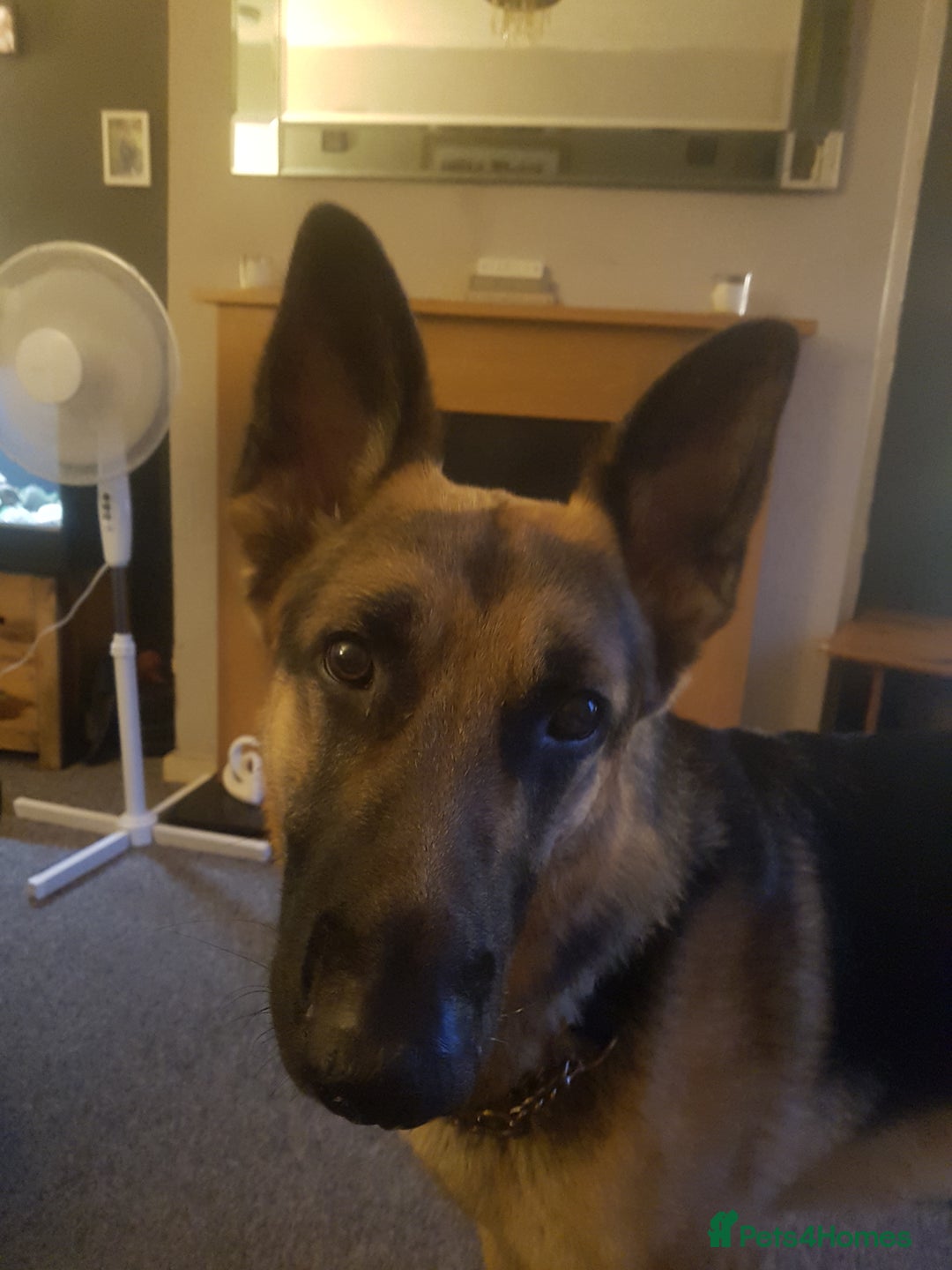 German Shepherd dogs for stud: Proven stud sire - Advert 1