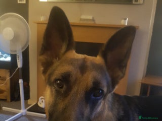 German Shepherd dogs Proven stud sire - Advert 4