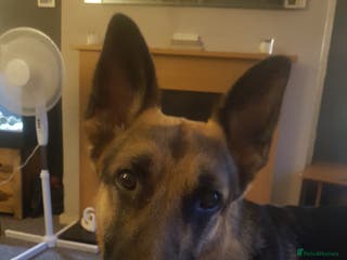 German Shepherd dogs Proven stud sire - Advert 13