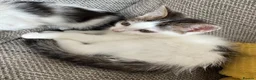 Mixed Breed cats for sale: 4 beautiful Tabby kittens  - Advert 12
