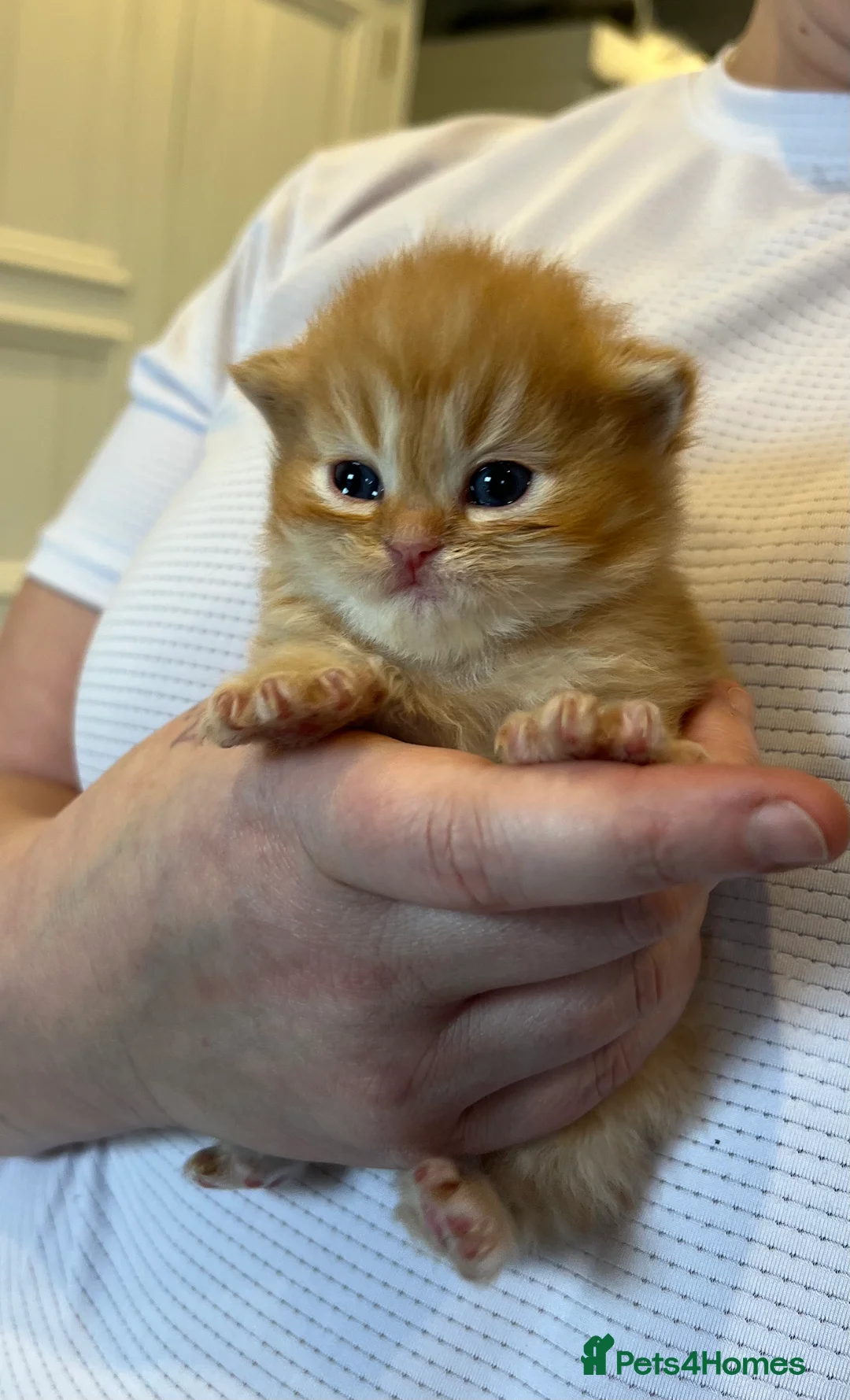 Persian cats for sale: *Last 2* Gorgeous litter of Persians  - Advert 7