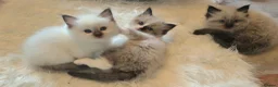 Ragdoll cats for sale: 3 beautiful fluffy ragdoll kittens - Advert 7