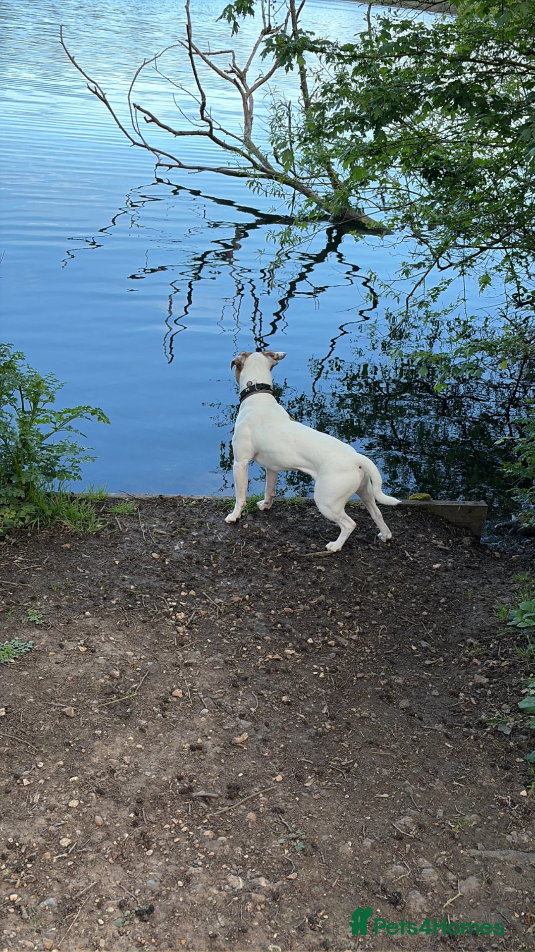 Mixed Breed dogs for sale:  Loving, Active Boy Looking for a New Home  in Reading - Advert 1