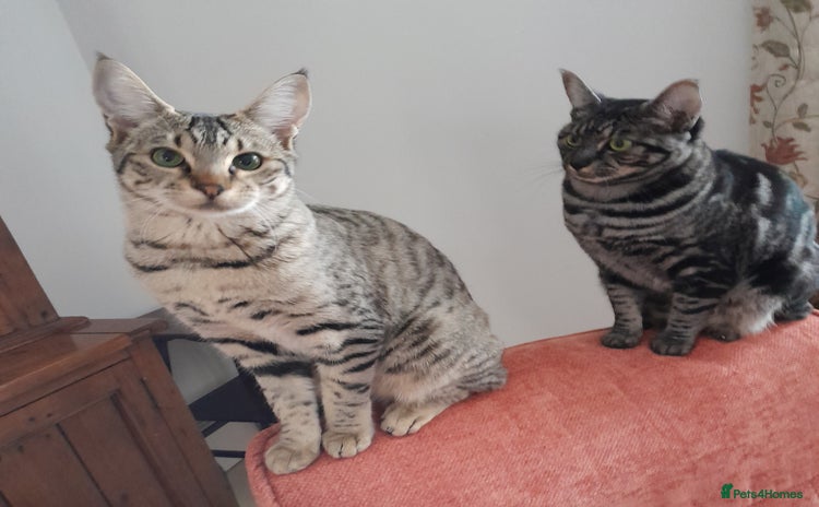 Savannah cats F5 Full Pedigree Tica Registered Girl Kitten - Advert 3