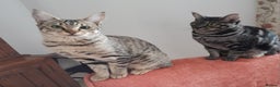Savannah cats for sale: F5 Full Pedigree Tica Registered Girl Kitten - Advert 4