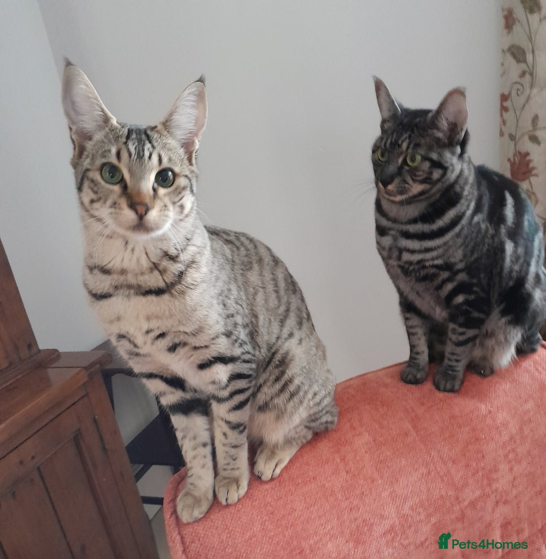 Savannah cats for sale: F5 Full Pedigree Tica Registered Girl Kitten - Advert 4