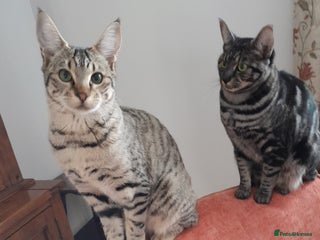 Savannah cats F5 Full Pedigree Tica Registered Girl Kitten - Advert 3