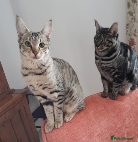 Savannah cats F5 Full Pedigree Tica Registered Girl Kitten - Advert 3