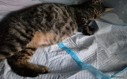 Mixed Breed cats for sale: BEAUTIFUL Kittens Looking forever home - Image 11