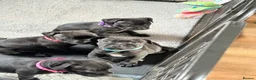 Staffordshire Bull Terrier dogs for sale: Ready to leave 23rd, staffy puppys(great quality)  - Advert 23